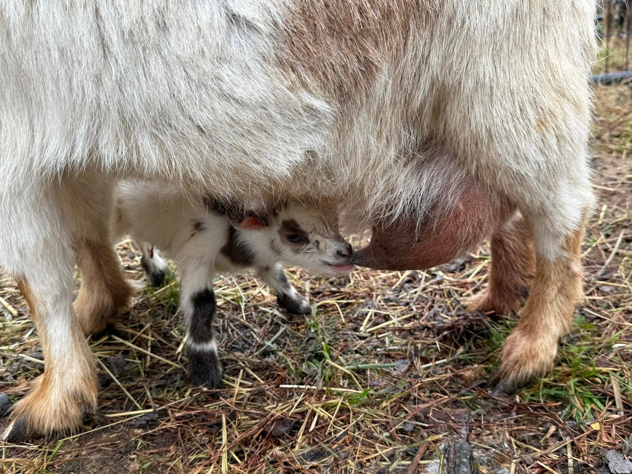 A baby goat nursing from its mother at Harper Farm.